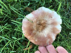 Russula nitida