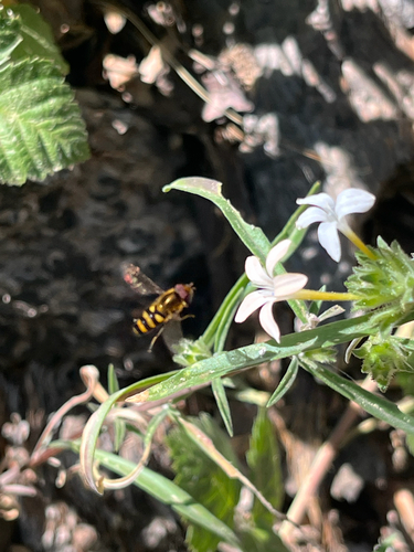 iNaturalist observation photo of Western Aphideater