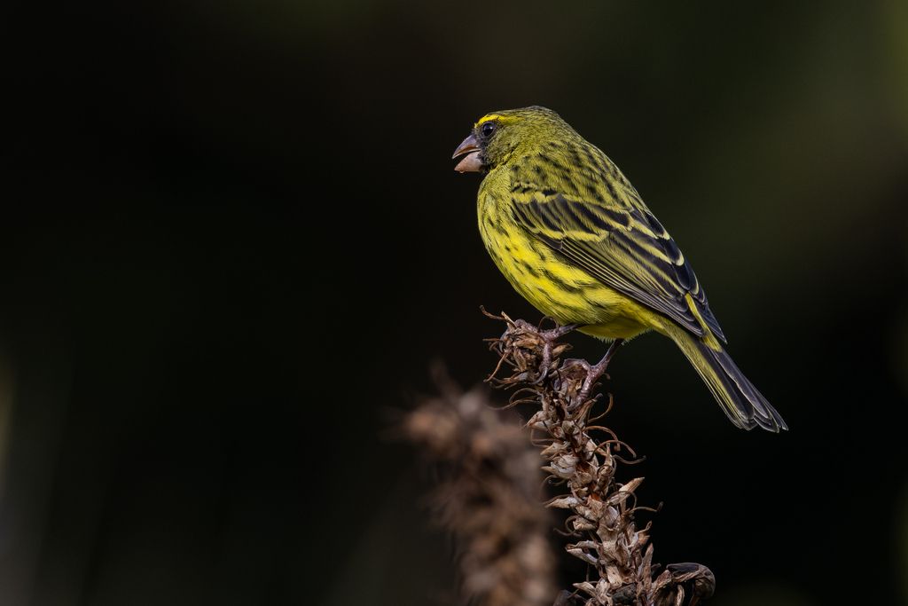 Forest Canary