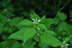 Lamium flexuosum