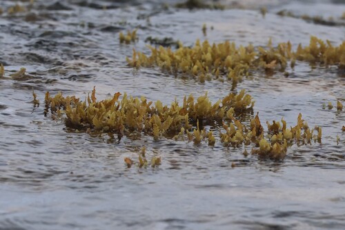 Sargassum aquifolium observed 2026-06-23