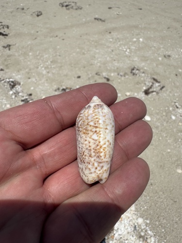 Oliva spicata observed 2026-07-08