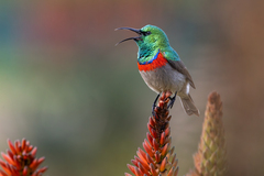 Southern Double-Collared Sunbird photo 1