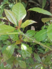 Leuenbergeria bleo