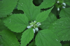 Lamium flexuosum