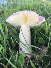 Russula nitida