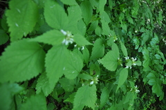 Lamium flexuosum