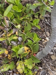Gaultheria humifusa, photograph (c) Merlla McLaughlin, some rights reserved (CC BY)