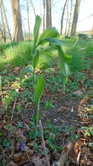 Polygonatum multiflorum