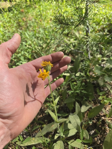 iNaturalist observation photo of Arnica
