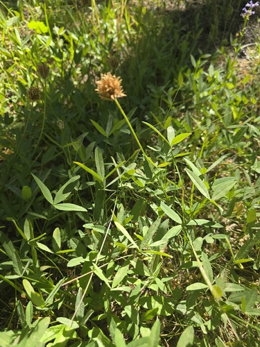 iNaturalist observation photo of Long-stalked Clover