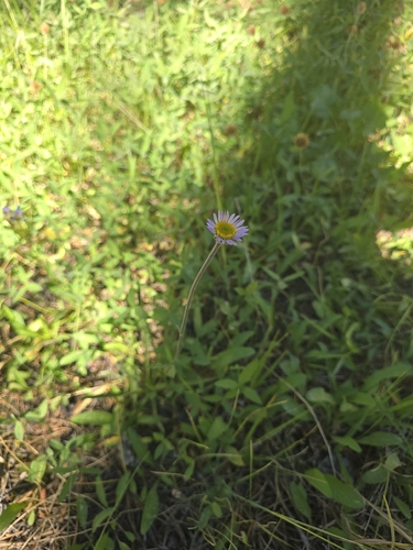 iNaturalist observation photo of Tundra Aster