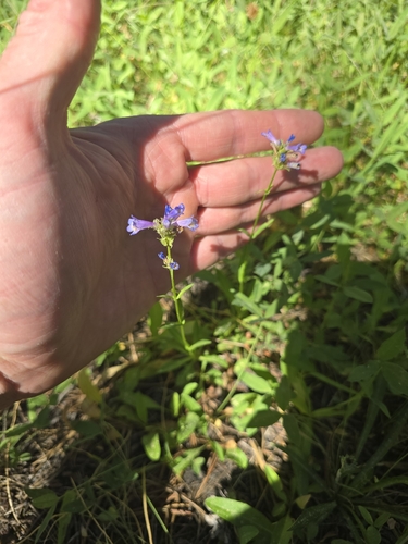 iNaturalist observation photo of Rydberg's Beardtongue