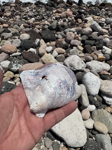 Pteria sterna observed 2026-07-08