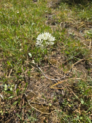 iNaturalist observation photo of white brodiaea
