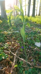 Polygonatum multiflorum
