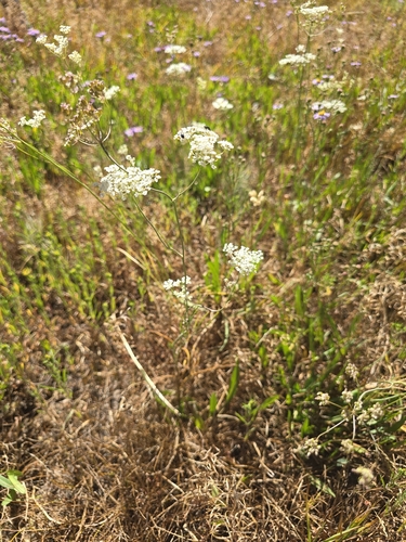 iNaturalist observation photo of yampahs
