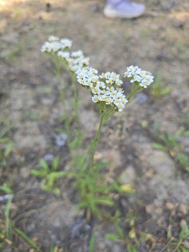 iNaturalist observation photo of common yarrow