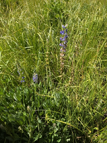 iNaturalist observation photo of Burke's Lupine