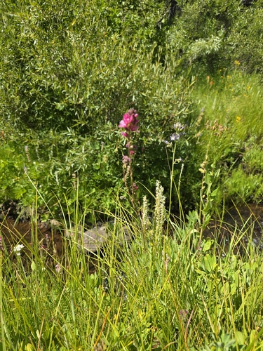 iNaturalist observation photo of Oregon Checker-mallow