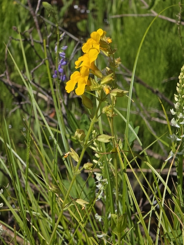 iNaturalist observation photo of seep monkeyflower