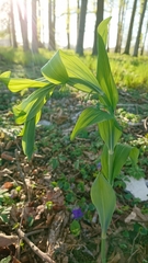 Polygonatum multiflorum