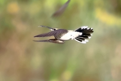 White-tailed Goldenthroat