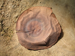Aspidosperma megalocarpon