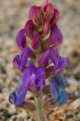 Astragalus prorifer