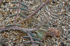 Astragalus prorifer