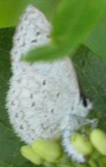 Celastrina neglecta