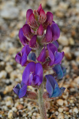 Astragalus prorifer