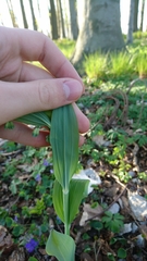 Polygonatum multiflorum