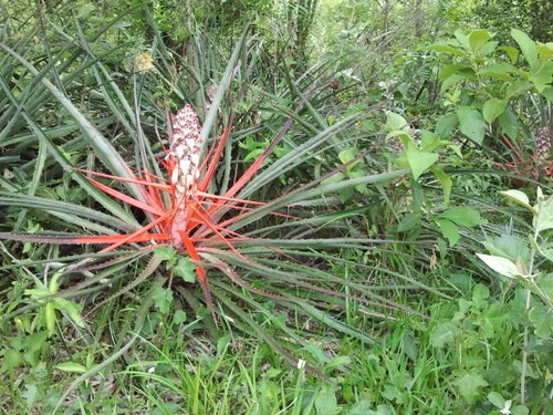 Bromelia balansae, photograph 6