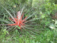 Bromelia balansae, photograph (c) Wallace Carneiro Almeida, some rights reserved (CC BY-SA)