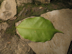 Aspidosperma megalocarpon