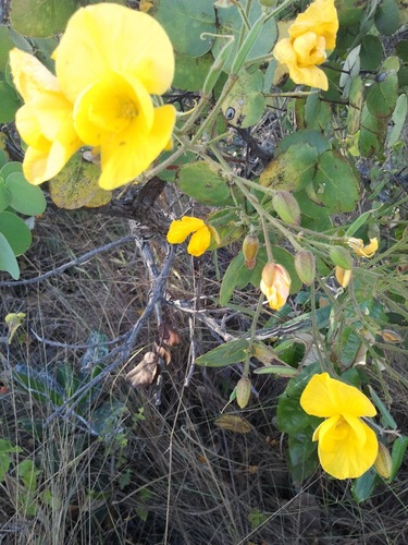 Senna rugosa