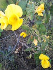 Senna rugosa, photograph (c) Wallace Carneiro Almeida, some rights reserved (CC BY-SA)