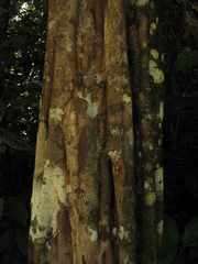 Aspidosperma megalocarpon
