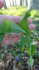 Polygonatum multiflorum