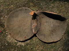 Aspidosperma megalocarpon