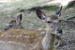 Cervus nippon
