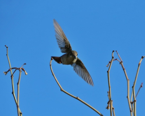 Ruby-topaz Hummingbird