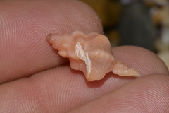 Chicoreus denudatus