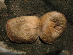 Aspidosperma megalocarpon