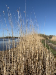 Phragmites australis