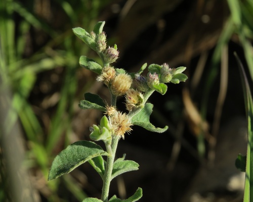 Lepidaploa chalybaea