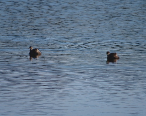 Least Grebe