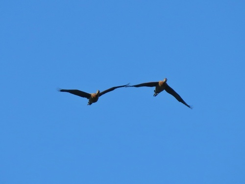 White-faced Whistling-Duck
