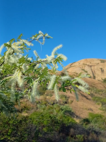 Mimosa tenuiflora